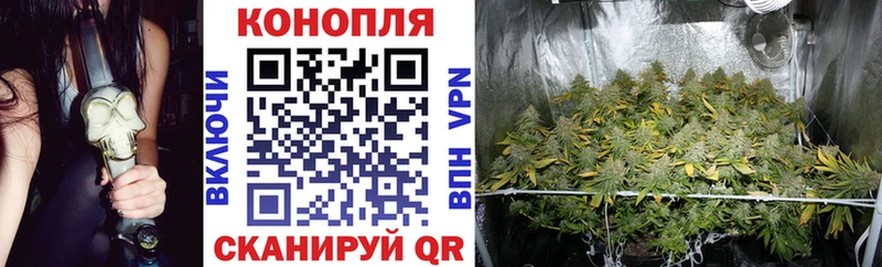 Бошки марихуана THC 21%  Венёв 